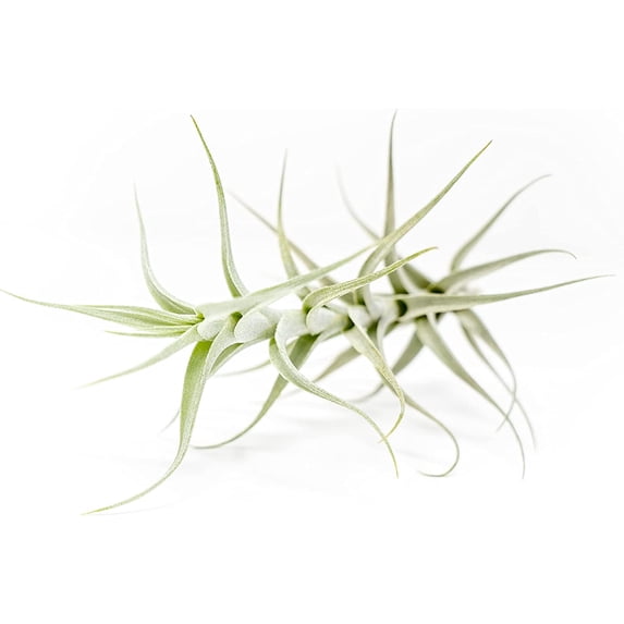 Air plant shop Tillandsia Albida 'Minor'- Live Tillandsia Succulent House Plants - Home and Garden Decor - Easy Care Indoor and Outdoor Plants (Pack of 3)