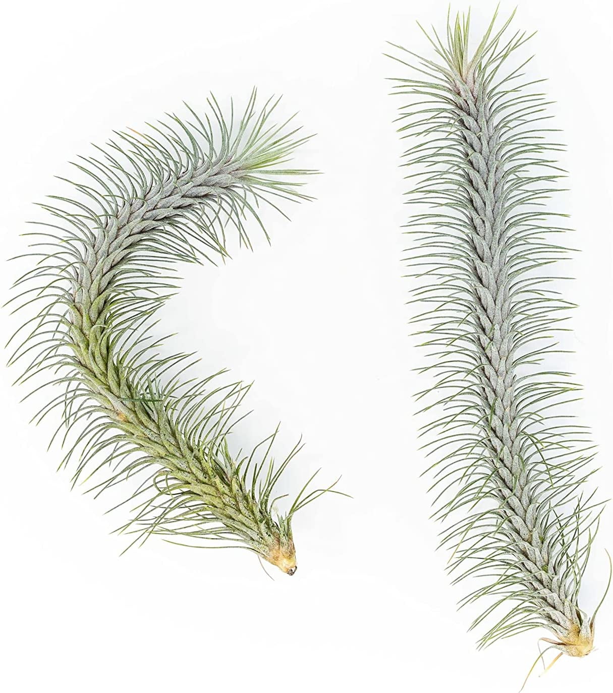 Air plant shop Tillandsia Funckiana v. Recurvifolia Live Tillandsia Succulent House Plants - Wholesale and Bulk - Home and Garden Decor - Easy Care Indoor and Outdoor Plants (Pack of 3)