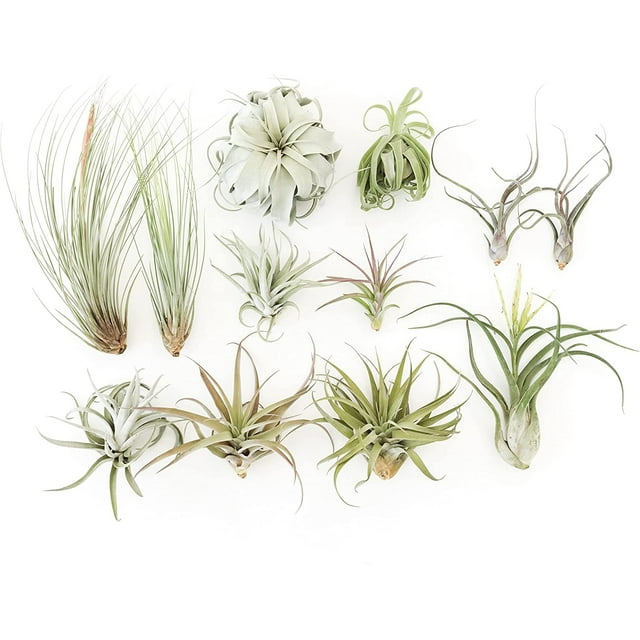 Air plant shop Tillandsia Jumbo Variety Pack air Plants Wholesale and