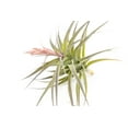 thumbnail image 1 of Air plant shop Tillandsia Murorum Air Plant- Wholesale and Bulk - Succulents - Live Tillandsia - Easy Care Indoor and Outdoor House Plants (Pack of 1), 1 of 12