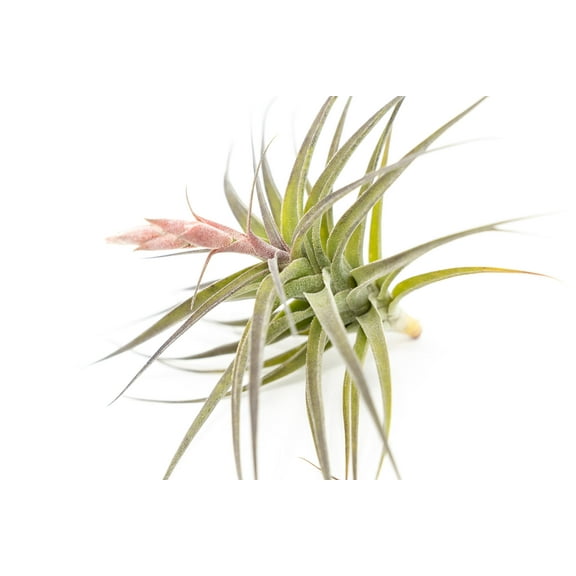 Air plant shop Tillandsia Murorum Air Plant- Wholesale and Bulk - Succulents - Live Tillandsia - Easy Care Indoor and Outdoor House Plants (Pack of 1)