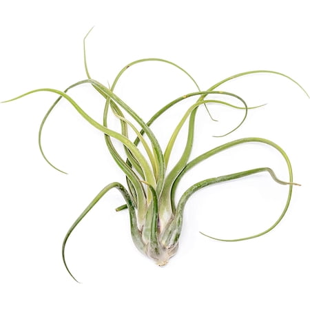 Air plant shop XL Tillandsia Caput Medusae air Plants- Wholesale and Bulk - Succulents - Live Tillandsia - Easy Care Indoor and Outdoor House Plants (Pack of 1)