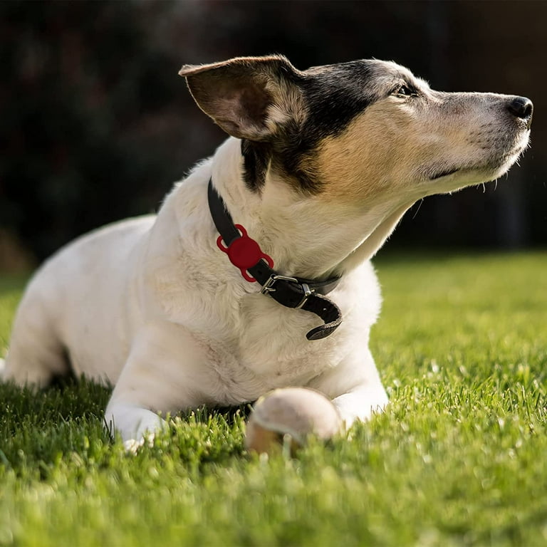 Wine dog deals collar
