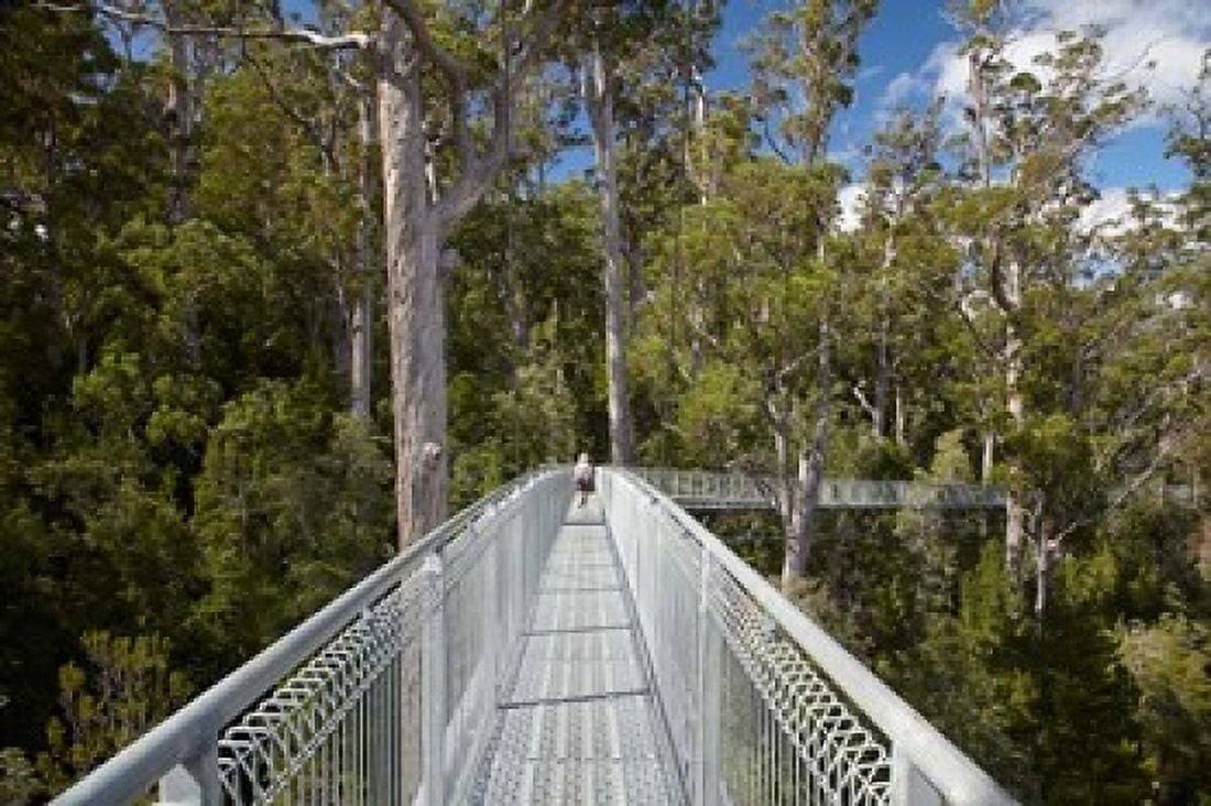 AirWalk Paths Tahune Forest Tasmania Australia Canvas Art - David Wall DanitaDelimont (36 x 24)