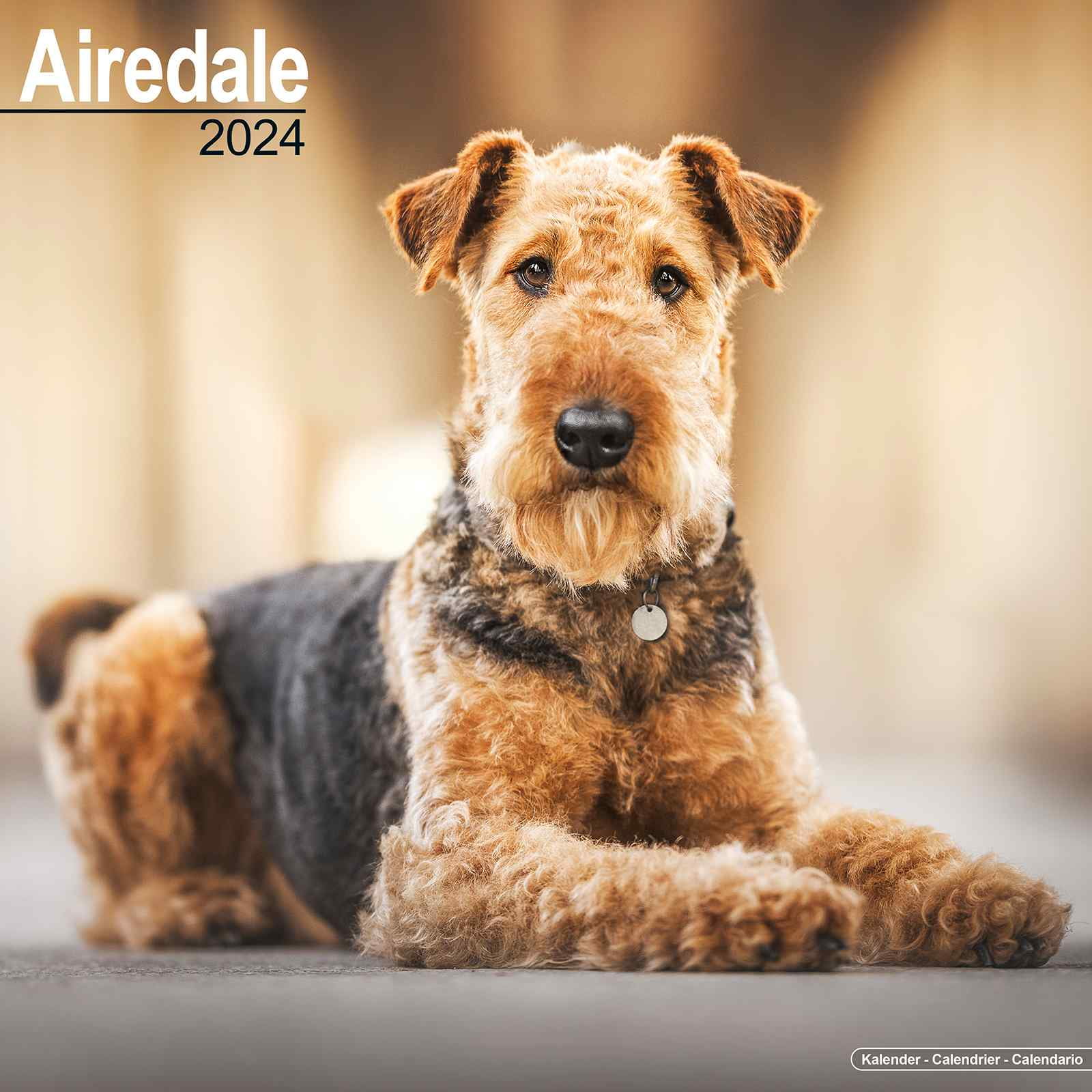 Airedale Calendar 2024 Airedale Dog Breed Calendar Airedale Premium