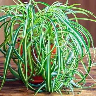 Spider Plants in Indoor Plants - Walmart.com