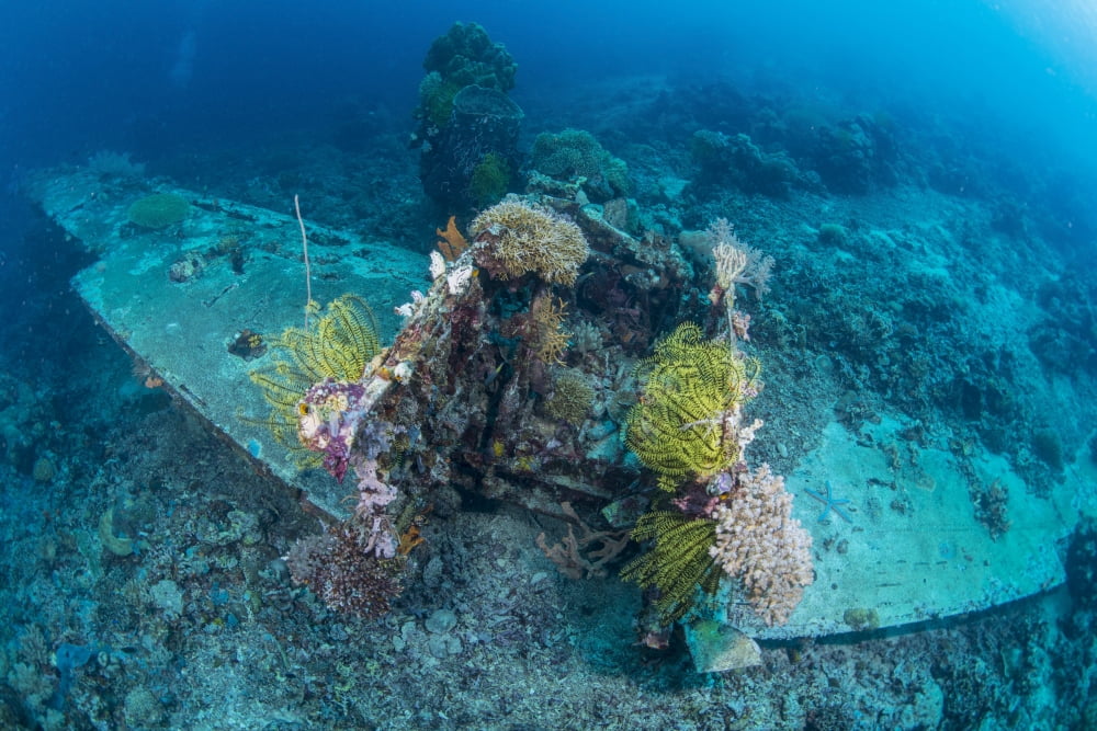 Airplane wreck sitting atop reef overgrown with soft coral and crinoids Canvas Art - Mathieu MeurStocktrek Images (34 x 23)