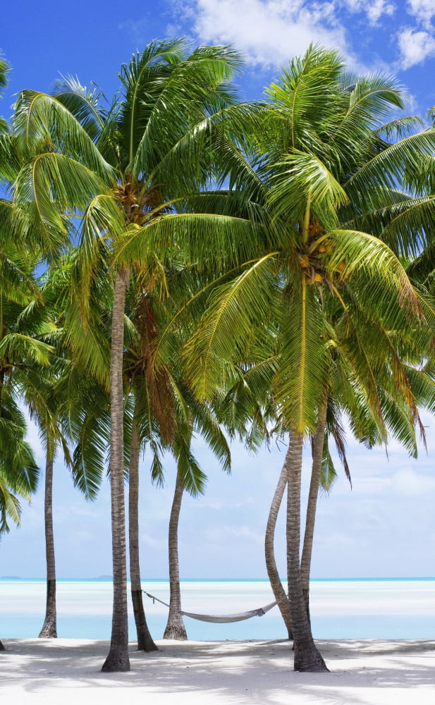 Aitutaki Lagoon Resort Aitutaki Cook Islands Canvas Art - David Kirkland Design Pics (24 x 38)