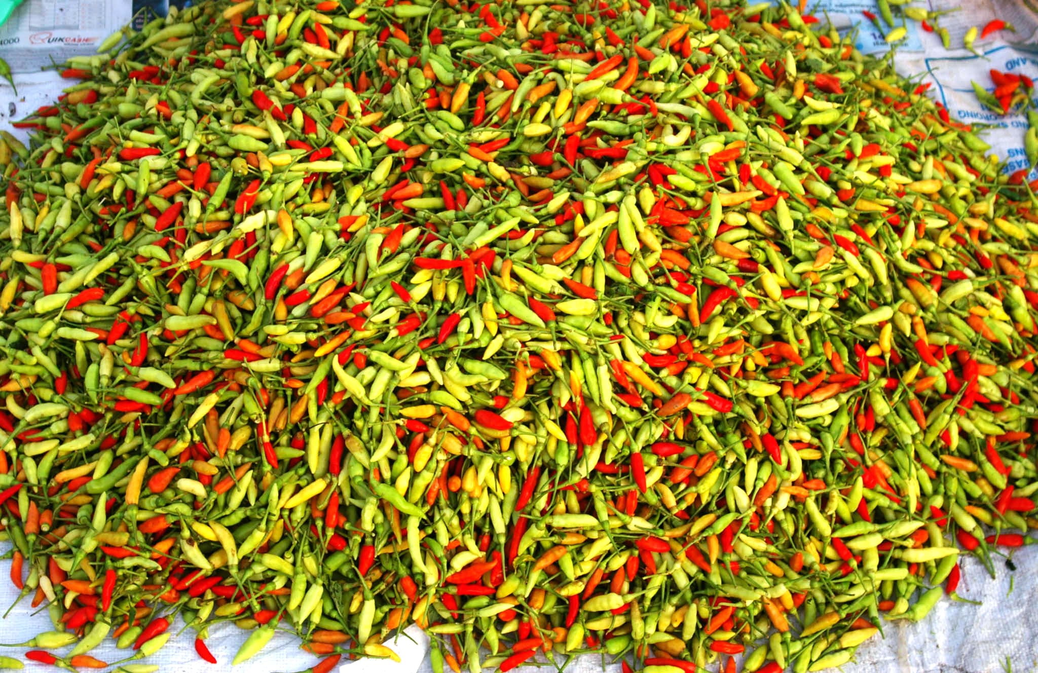 Ají caballero, Chili Pepper SEED (20 SEEDS) Pique criollo