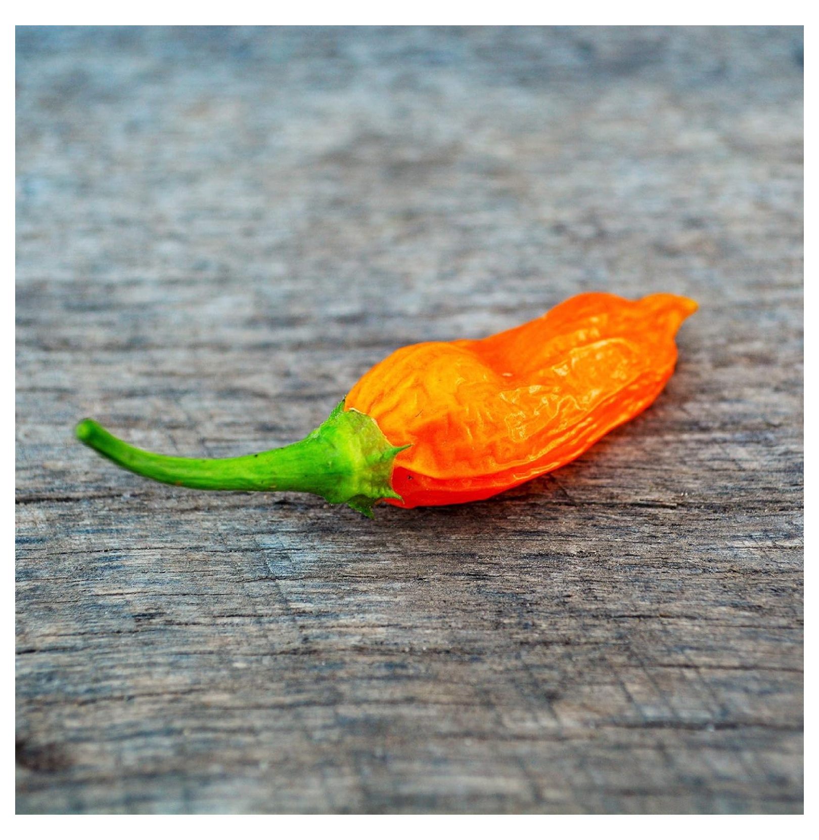 Aji Amarillo Peruvian Chile Pepper 25 Seeds Heirloom & Open