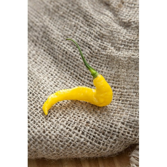 Aji Amarillo Pineapple Pepper Premium Seeds