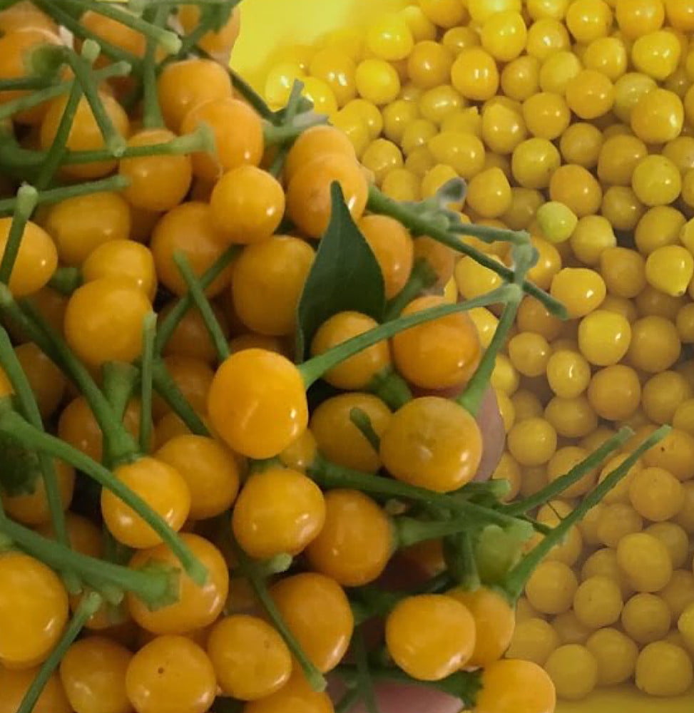 Aji Charapita Pepper Plant World's Most Expensive Pepper/16,000 per lb 4" Pot