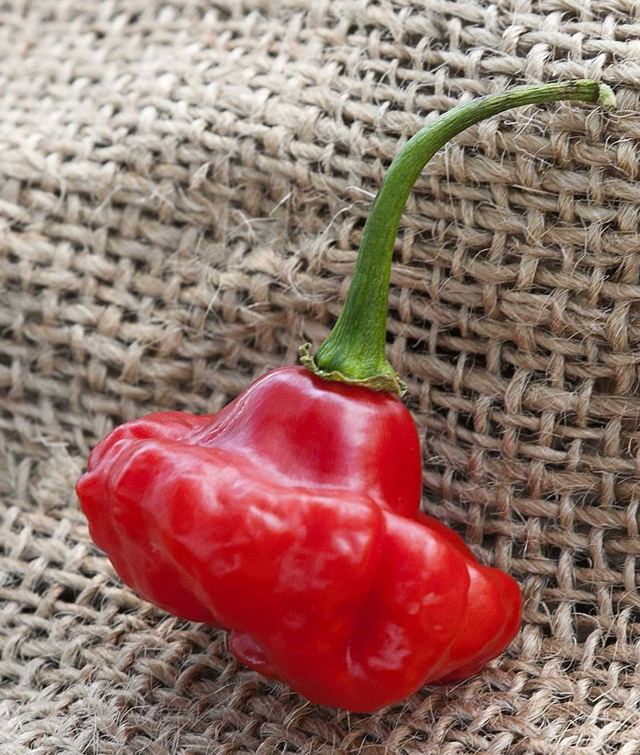 Aji Dulce 2 Venezuelan National Pepper Premium Seeds Packet