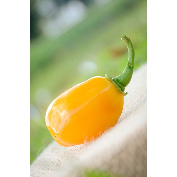 Aji Dulce Yellow Round Heirloom Pepper Premium Seeds Packet