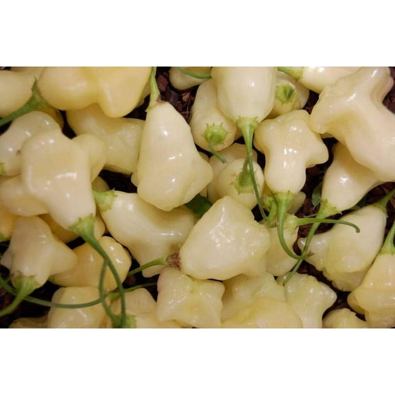 Sherwood's Seeds 10 Aji Mango Heirloom Pepper, Hot Peppers