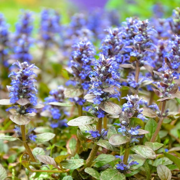 Ajuga Burgundy Glow Bugleweed, 2 Live Groundcover Plants in 4 in Pots, Non-GMO