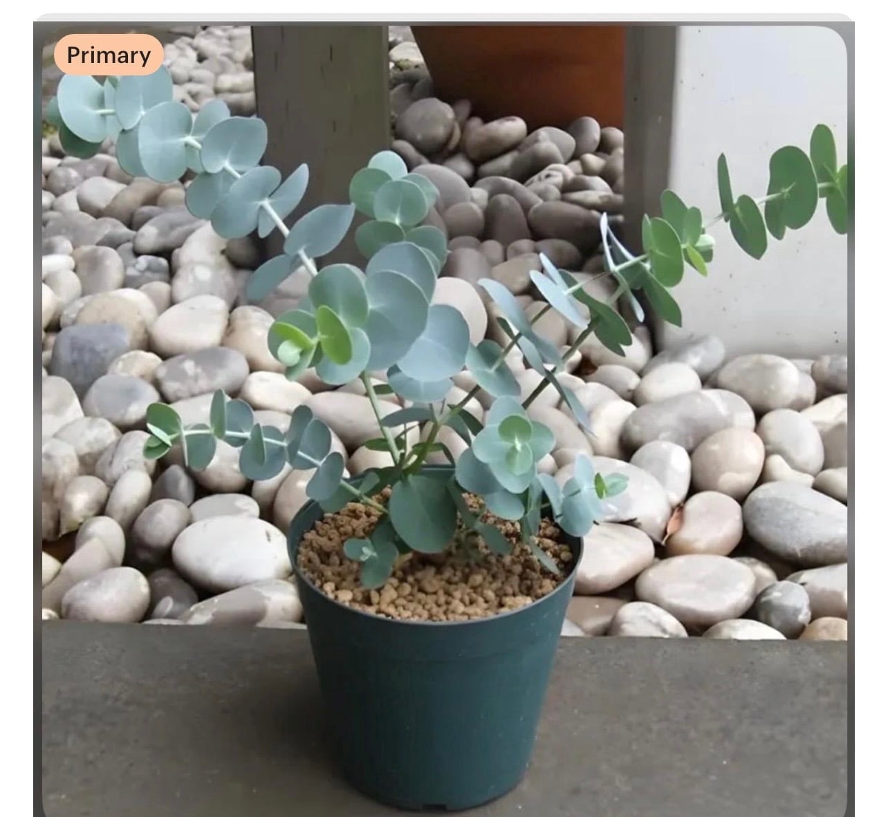 Baby Blue Eucalyptus tree live plant, Baby blue eucalyptus plant, Fragrant Foliage, 3.5 inch pot for growing