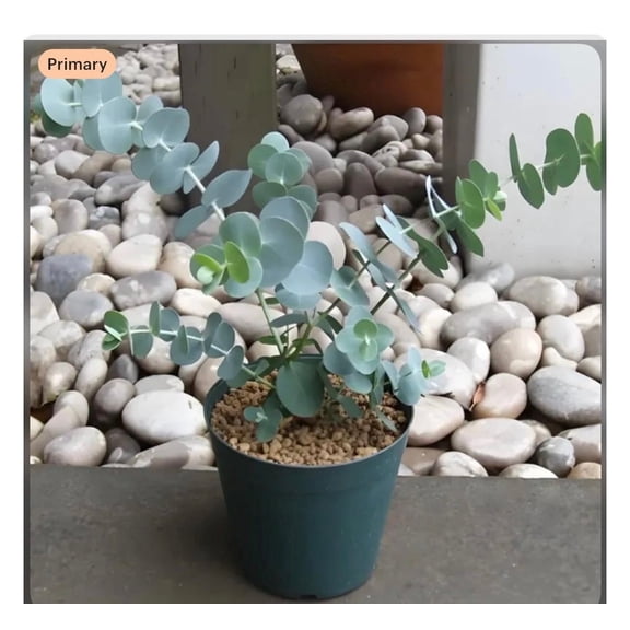 Baby Blue Eucalyptus tree live plant, Baby blue eucalyptus plant, Fragrant Foliage, 3.5 inch pot for growing