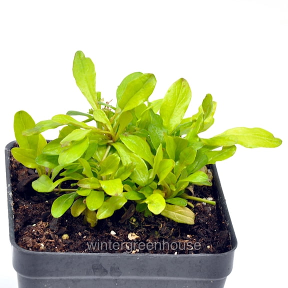 Ajuga, Raspberry Wren, Bugleweed - Pot Size: 3.5in square - Flowers