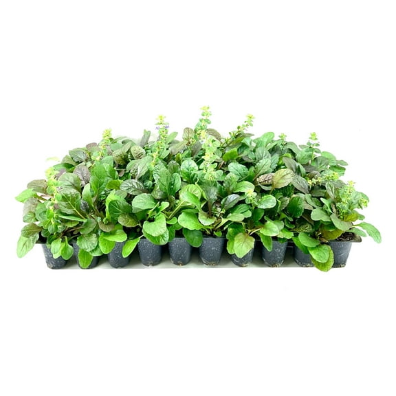 Ajuga Reptans Bronze Beauty  20 Live Plants  Carpet Bugle  Cold Hardy Shade Tolerant Low Maintenance Groundcover