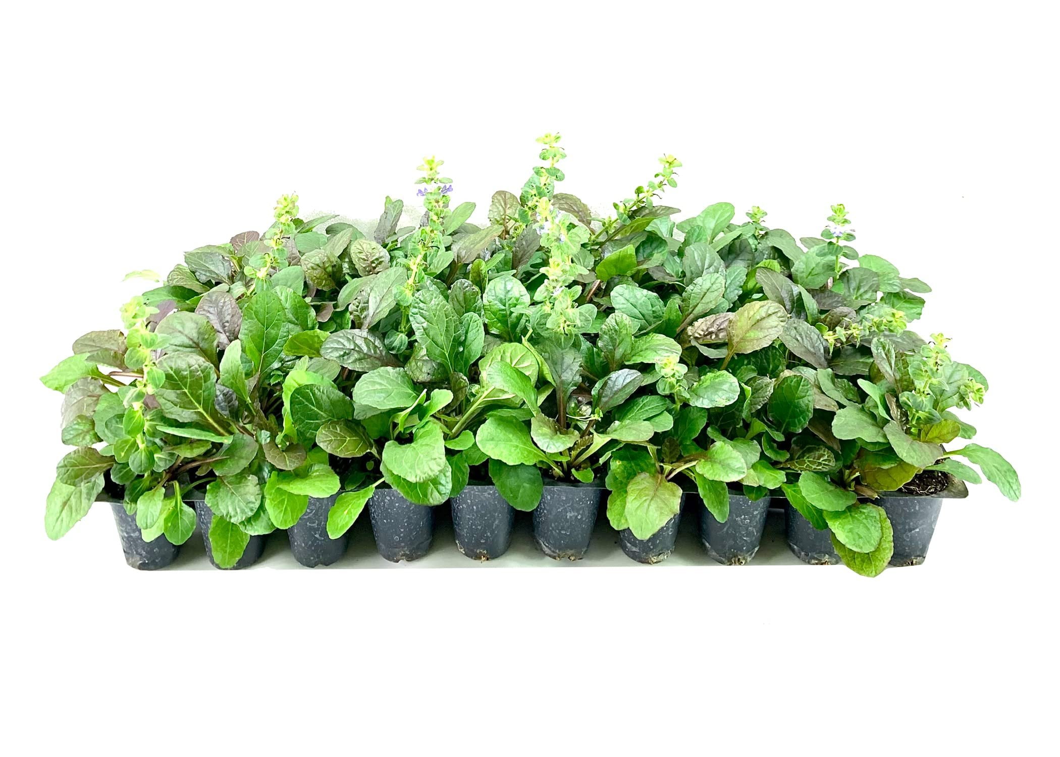 Ajuga Reptans Bronze Beauty  3 Live Plants  Carpet Bugle  Cold Hardy Shade Tolerant Low Maintenance Groundcover