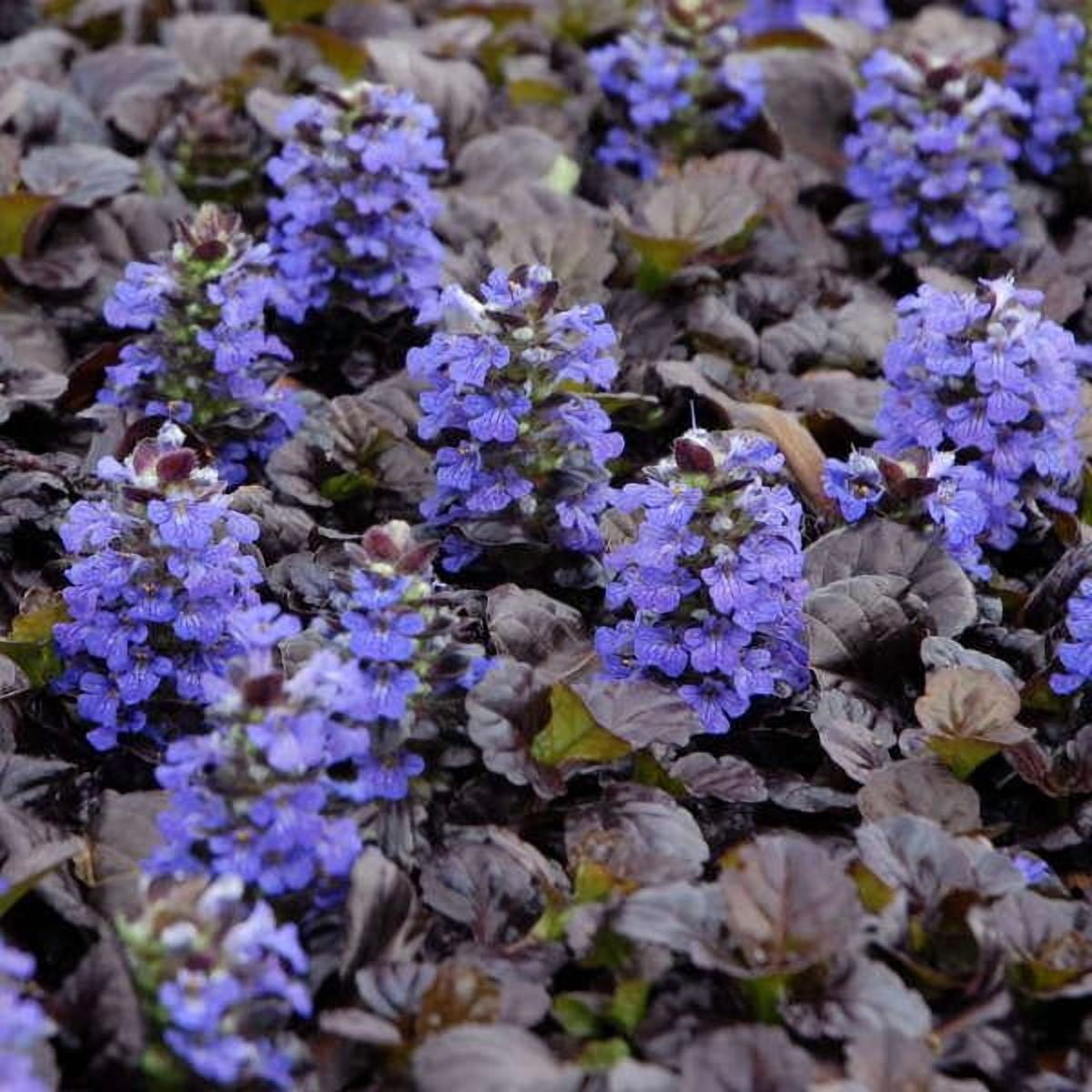 RedCrocus Bugleweed