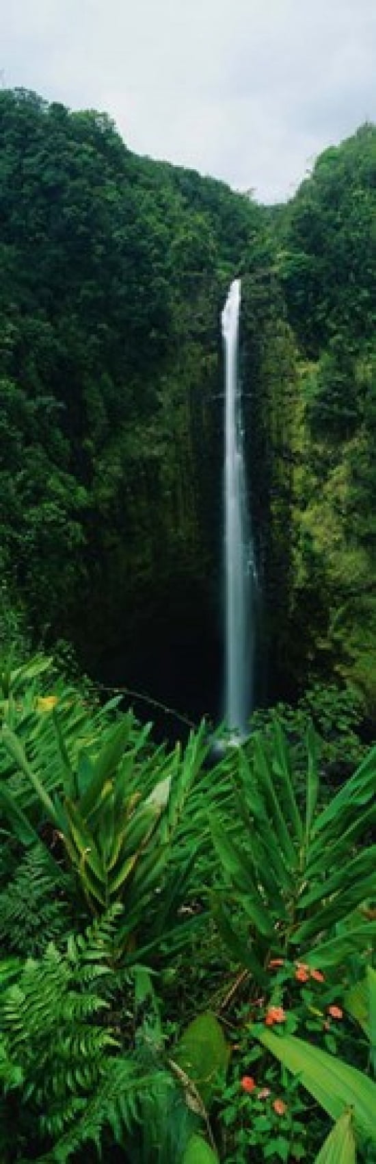 Akaka Falls Canvas Art - Panoramic Images (12 x 38)