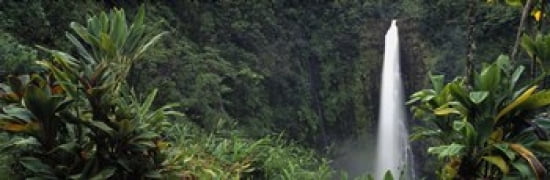 Akaka Falls State Park Hawaii USA Canvas Art - Panoramic Images (36 x 12)
