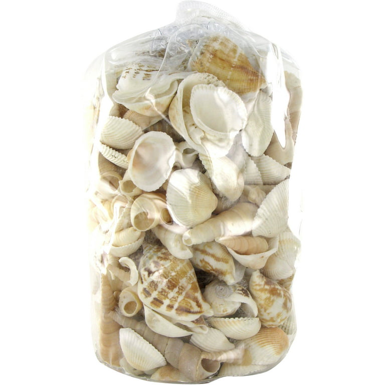 Under 1 inch India Tiny Assorted Seashells for Crafts Wholesale, in bulk  bags