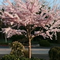 thumbnail image 1 of Akebono Flowering Cherry Tree, Dormant Tree, Cherry Blossom for Garden, 6-12 Inch in 2,5 Inches Pot, 1 of 6