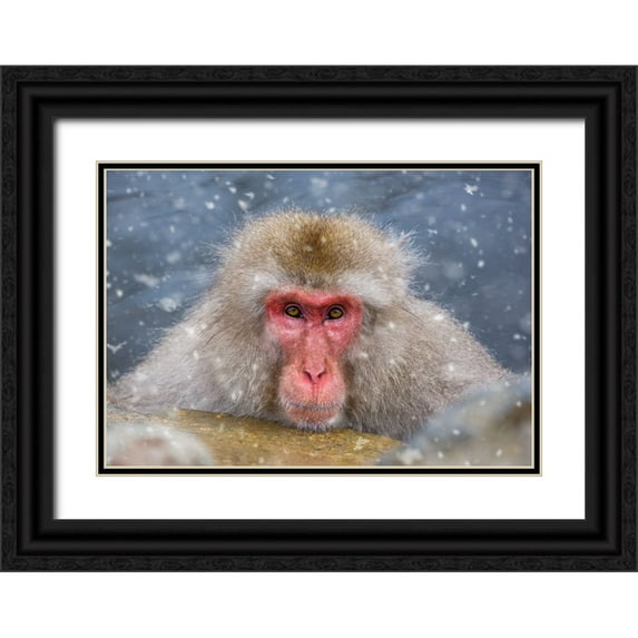 Aktas, Ozan 32x23 Black Ornate Wood Framed with Double Matting Museum Art Print Titled - Eye Contact