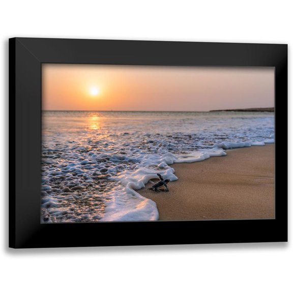 Al Farsi, Haitham 14x11 Black Modern Framed Museum Art Print Titled - Green Turtle