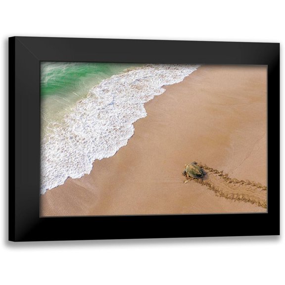 Al Farsi, Haitham 24x17 Black Modern Framed Museum Art Print Titled - Turtle Season