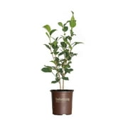 Southern Living Alabama Beauty Camellia Live Shrub in 2.5-Quart Grower Pot