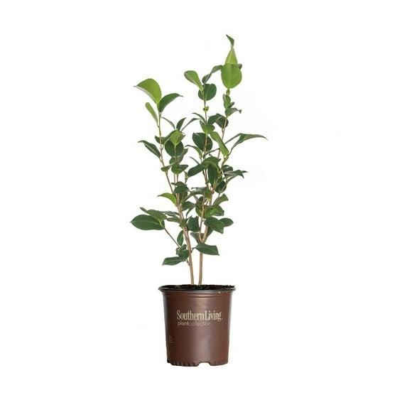 Southern Living Alabama Beauty Camellia Live Shrub in 2.5-Quart Grower Pot