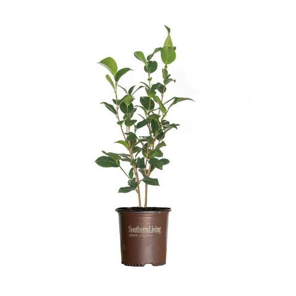 Southern Living Alabama Beauty Camellia Live Shrub in 2.5-Quart Grower Pot