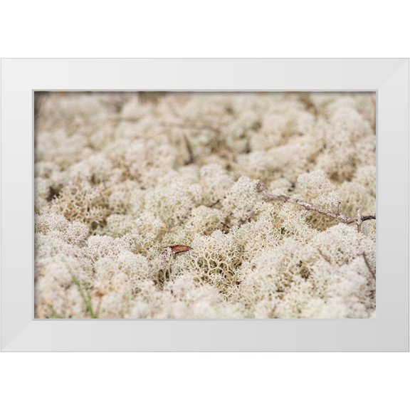 Alabama Picture Archive 14x11 White Modern Wood Framed Museum Art Print Titled - Moose Moss