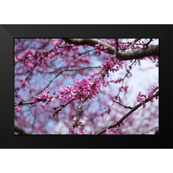 Alabama Picture Archive 18x13 Black Modern Framed Museum Art Print Titled - Flowering Redbub Tree Alabama II