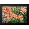 thumbnail image 1 of Alabama Picture Archive 24x17 Black Modern Framed Museum Art Print Titled - Native Orange Azalea Alabama, 1 of 4