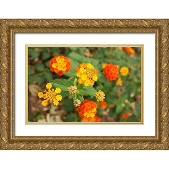 Alabama Picture Archive 32x23 Gold Ornate Wood Framed with Double Matting Museum Art Print Titled - Orange and Yellow Verbena Alabama