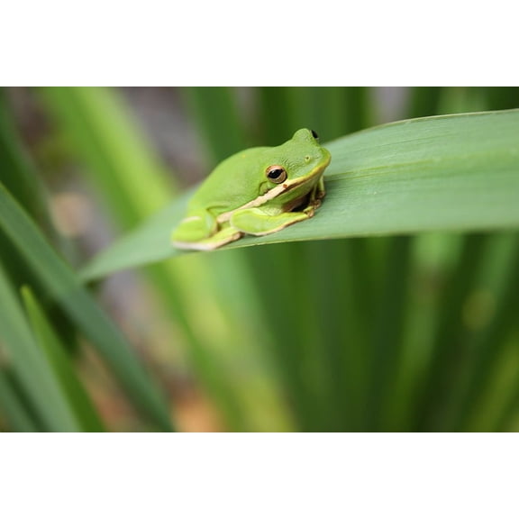 Alabama Tree Frog Poster Print - Alabama Picture Archive (24 x 18)