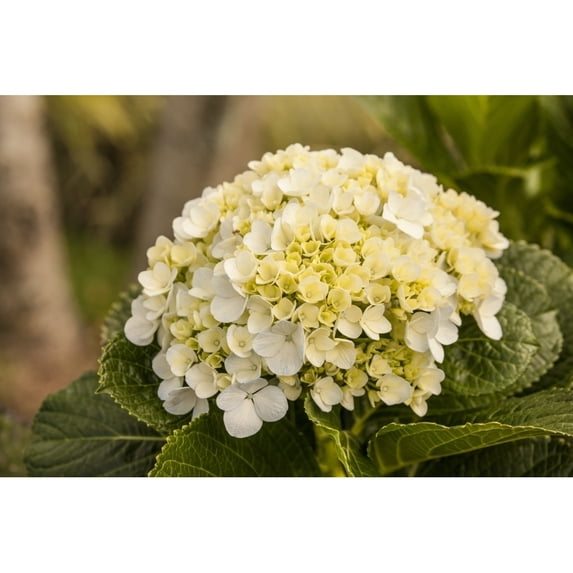Alajuela Poas Volcano area of Costa Rica. Hydrangea flower close-up. Poster Print by Janet Horton
