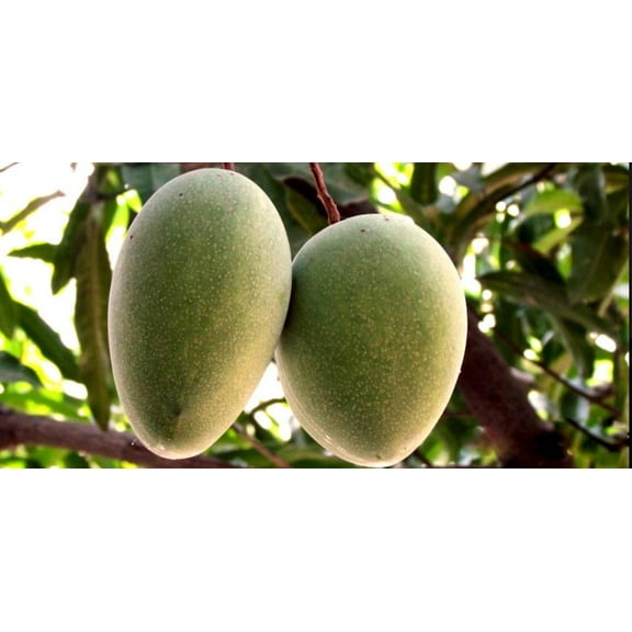 Alampur Banesham Mango TREE GRAFTED (2-4 Feet Tall). Ship to all states