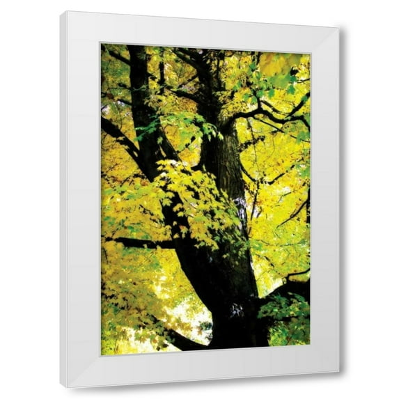 Alan Hausenflock 11x14 White Modern Wood Framed Wall Art Titled - Autumn Color II