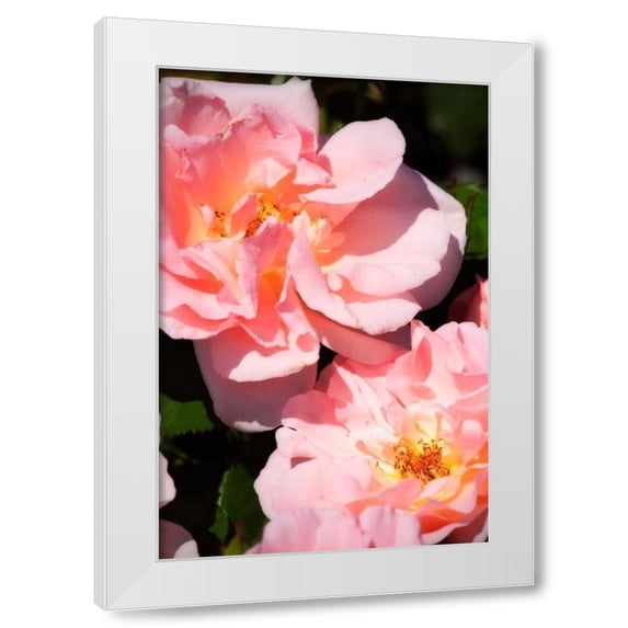 Alan Hausenflock 13x18 White Modern Wood Framed Wall Art Titled - Wild Roses II