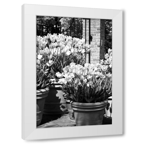 Alan Hausenflock 23x32 White Modern Wood Framed Wall Art Titled - Spring Tulips I