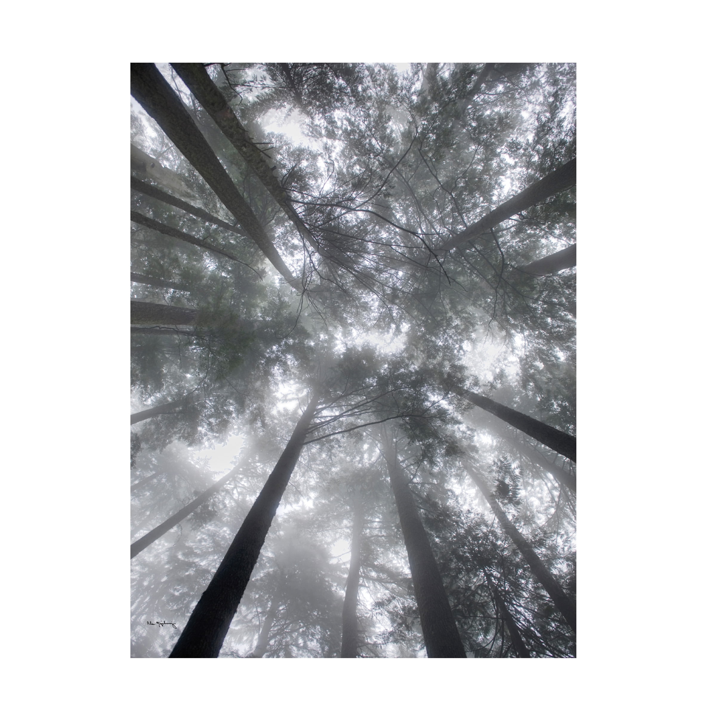 Alan Majchrowicz 'Fir Trees I' Canvas Art