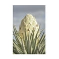 thumbnail image 1 of Alan Majchrowicz 'Joshua Tree' Canvas Art, 1 of 3