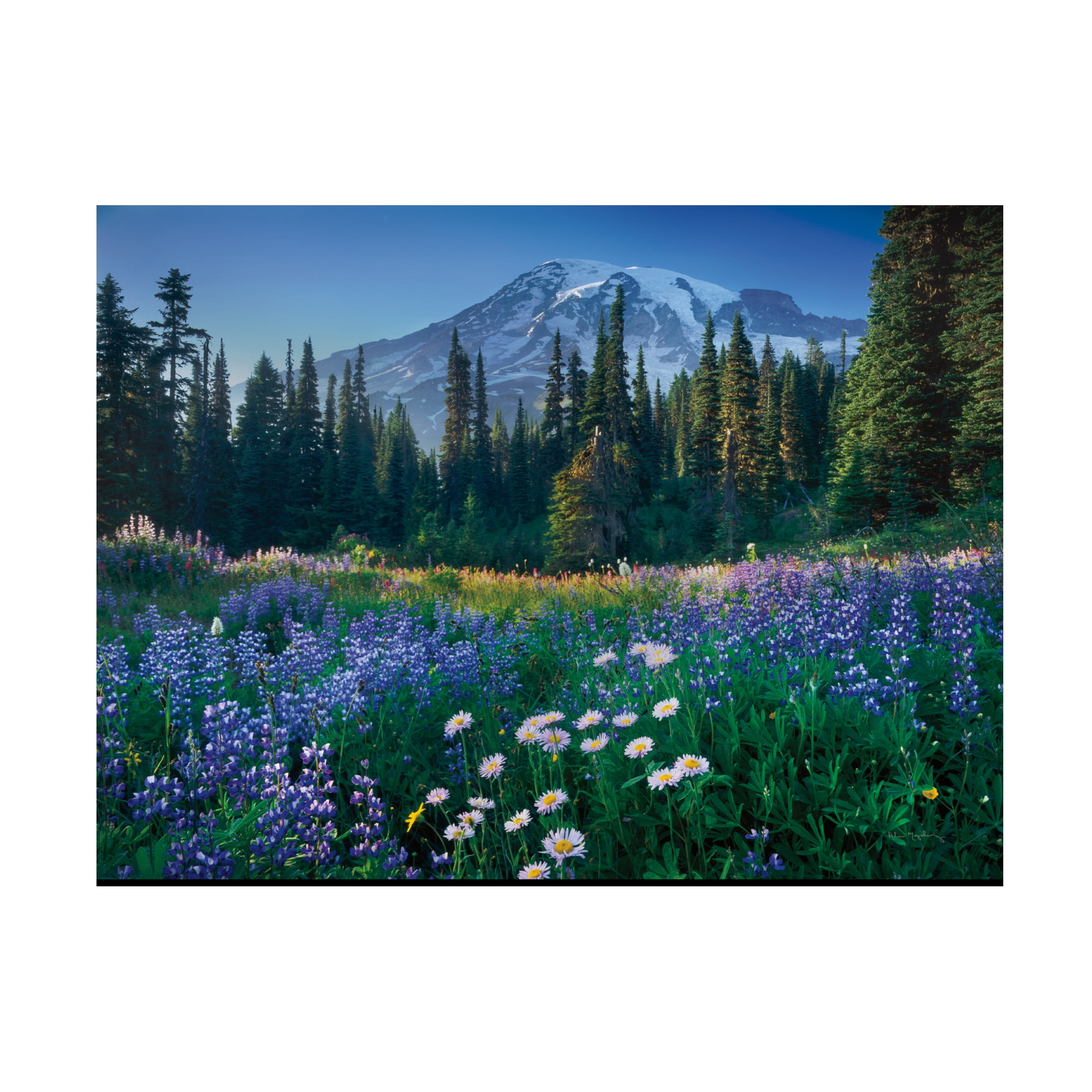 Alan Majchrowicz 'Mount Rainier' Canvas Art