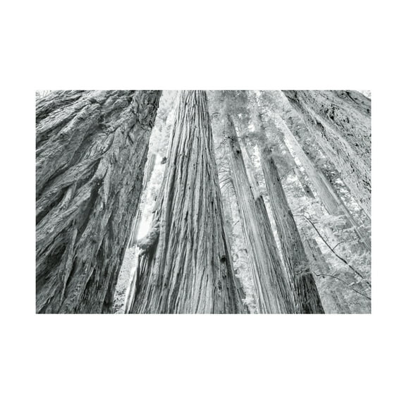 Alan Majchrowicz 'Redwoods Forest IV BW' Canvas Art